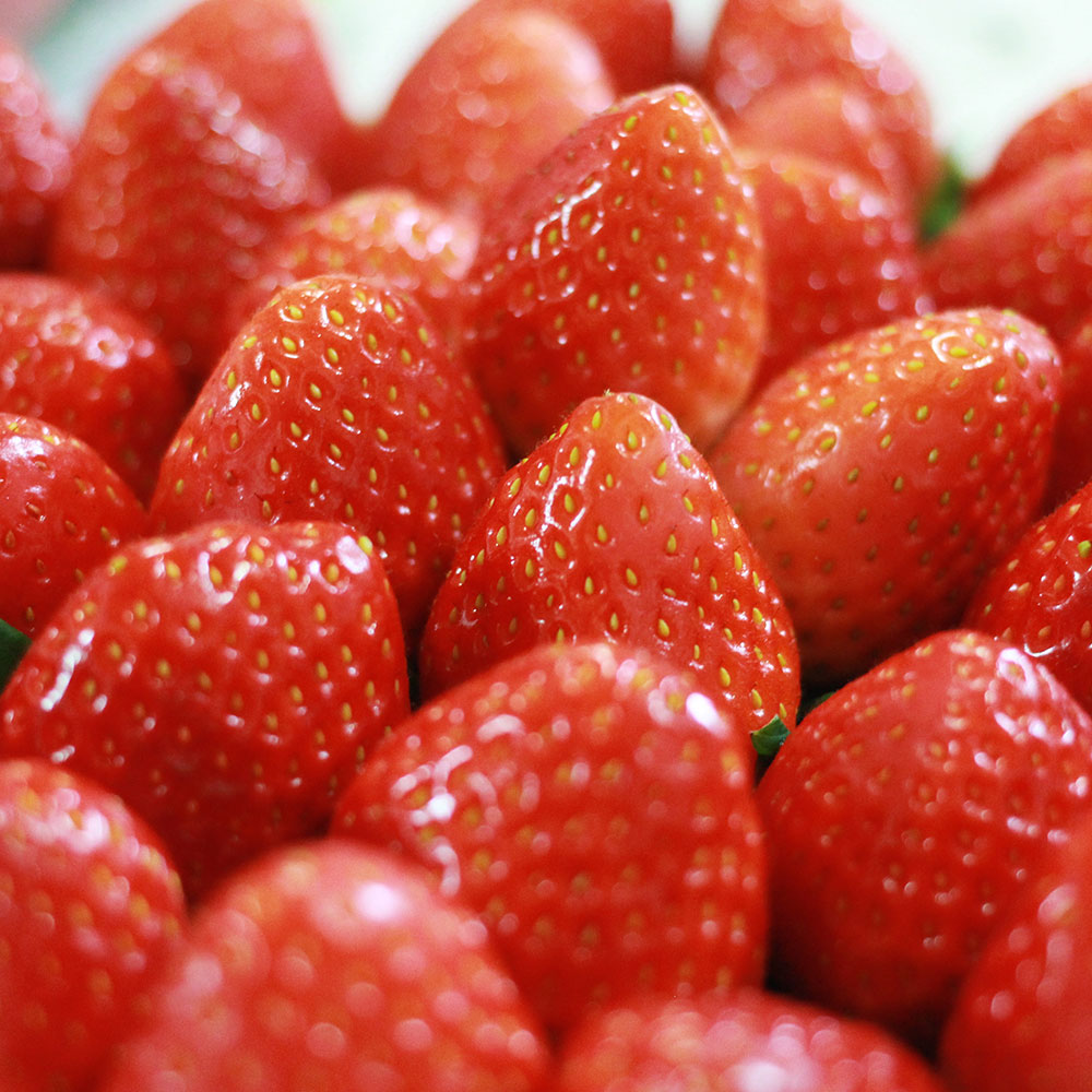 무농약 설향딸기 480g