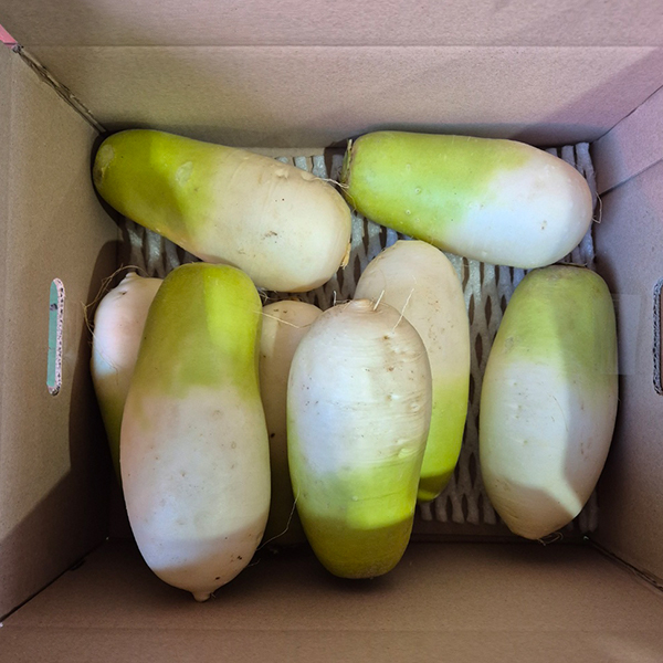 [김장최고] 제주 월동무 무우 무시 2~10kg