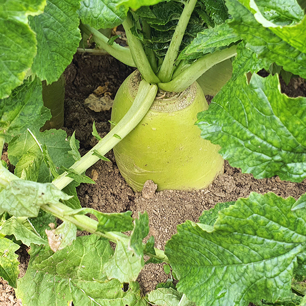 [김장최고] 제주 월동무 무우 무시 2~10kg