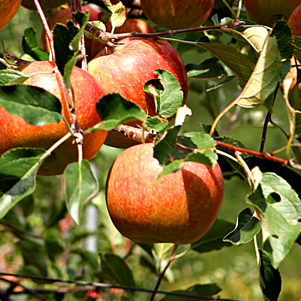 초록초록팜 밀양 얼음골 부사 사과 흠과 5kg (25~11과)가정용 못난이