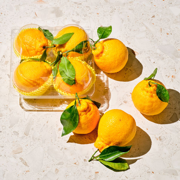 [고당도]한라봉(특대/4입 1.2kg전후)