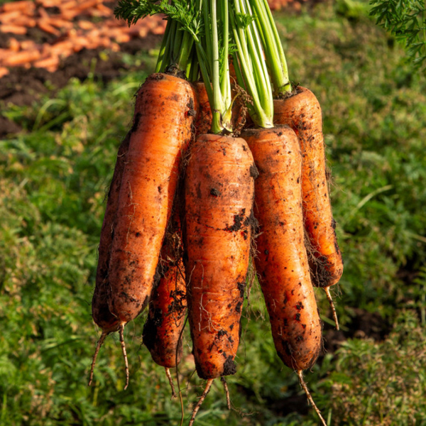 [팜스] 제주 구좌 당근 3kg(왕) 외 2종
