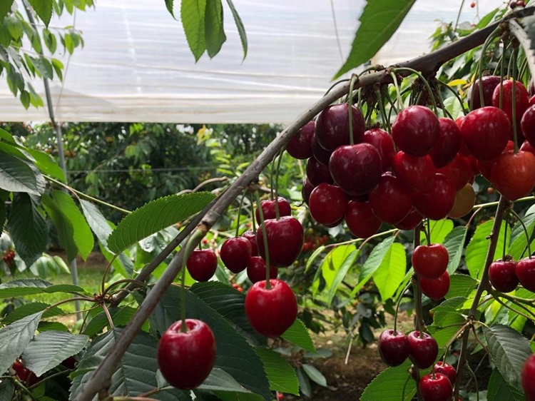 항공직송 칠레산 고당도 체리 생체리