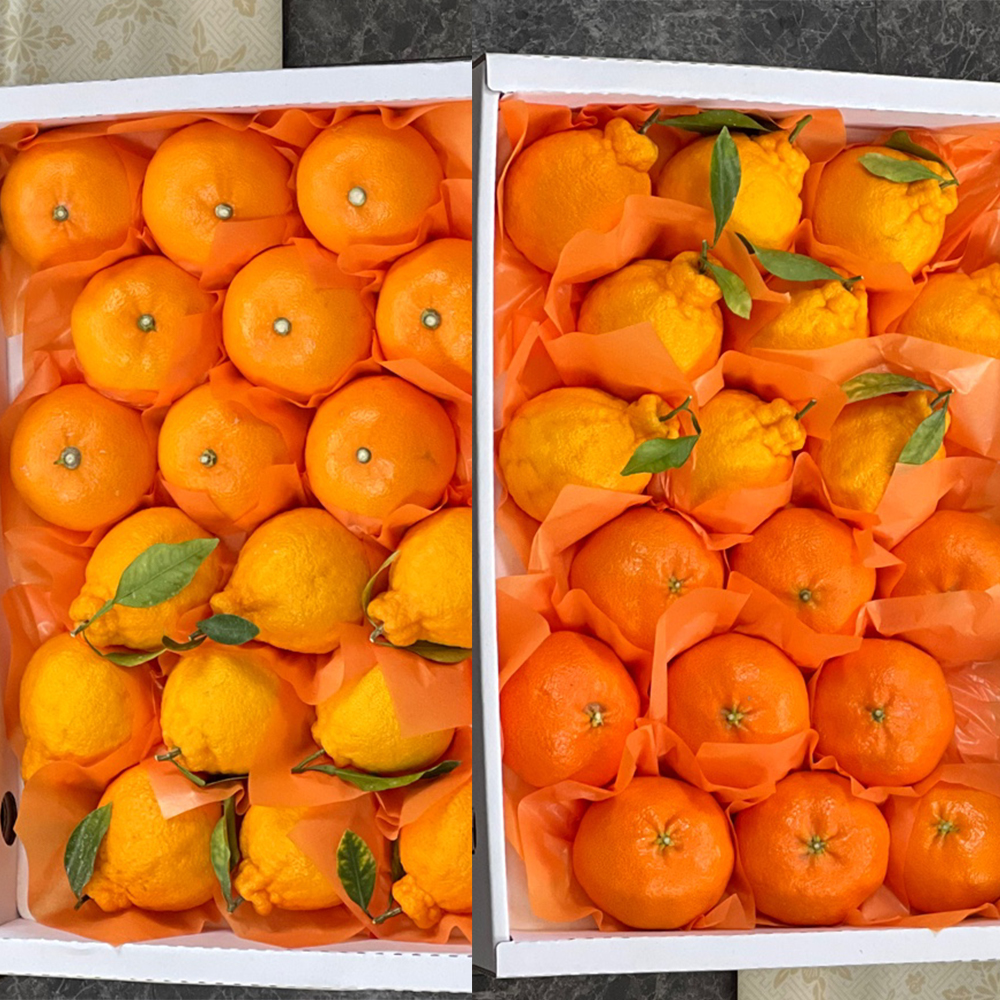 [햇땅] 제주 반반세트 한라봉 천혜향 레드향 프리미엄 선물세트 모음