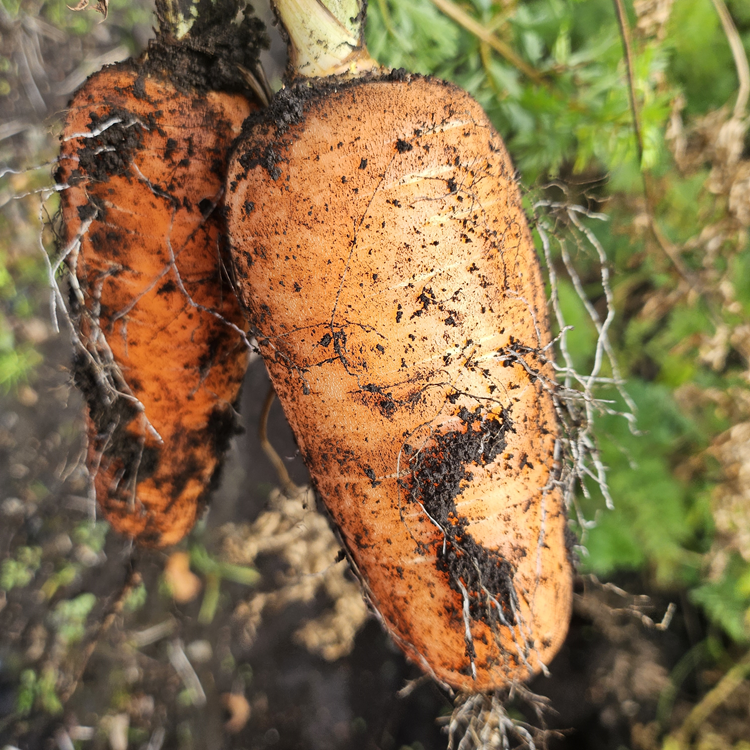 제주 구좌 당근 흙당근 햇당근 5kg 10kg