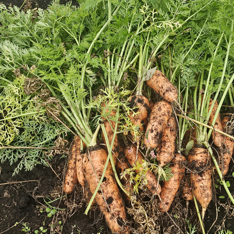 제주 구좌 당근 흙당근 햇당근 5kg 10kg