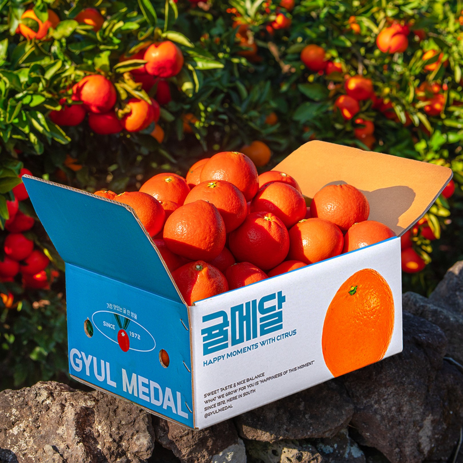 [귤메달] 홍매향 2kg 3kg 5kg 10kg 대표이미지 섬네일