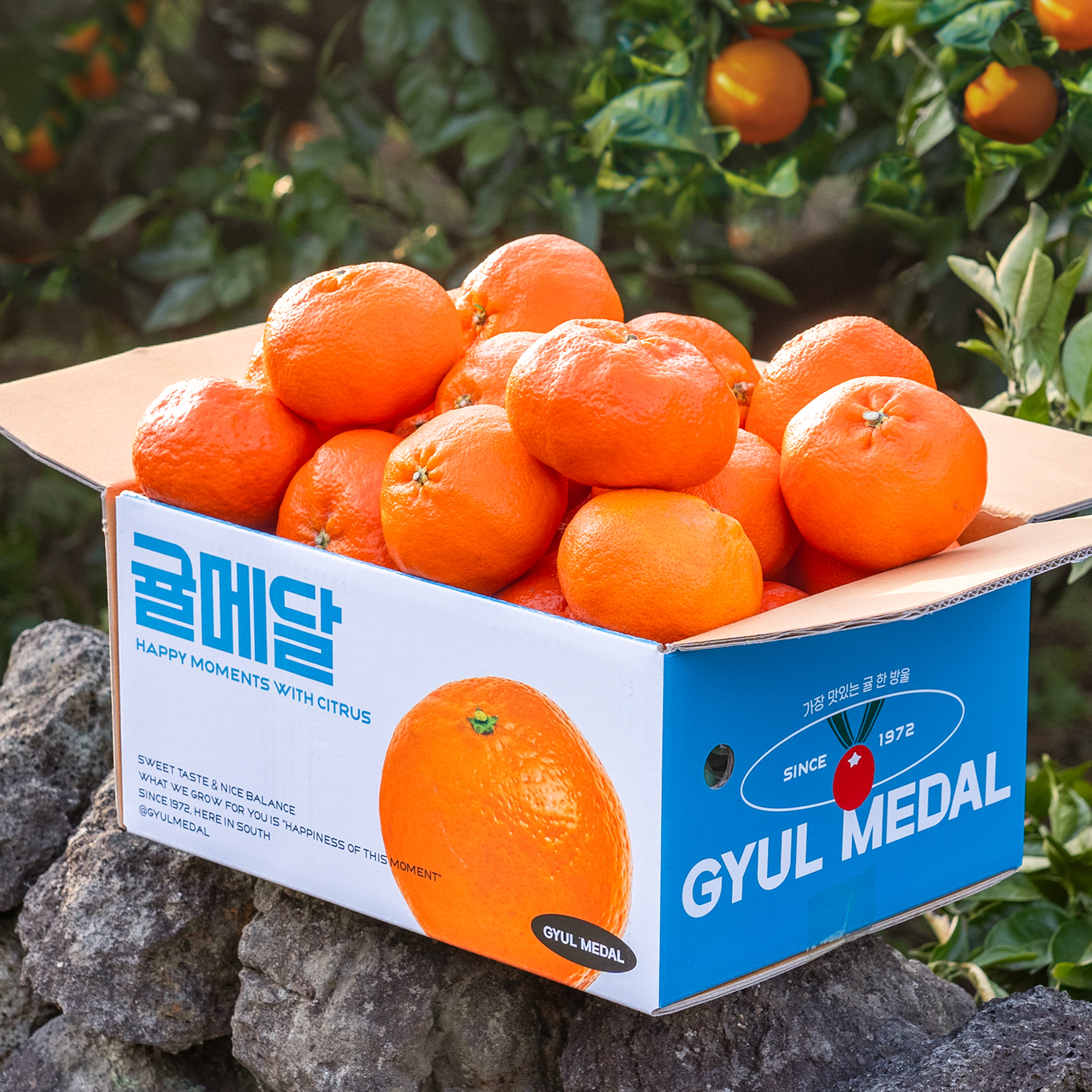 귤메달 레드향 2kg 3kg 5kg 10kg