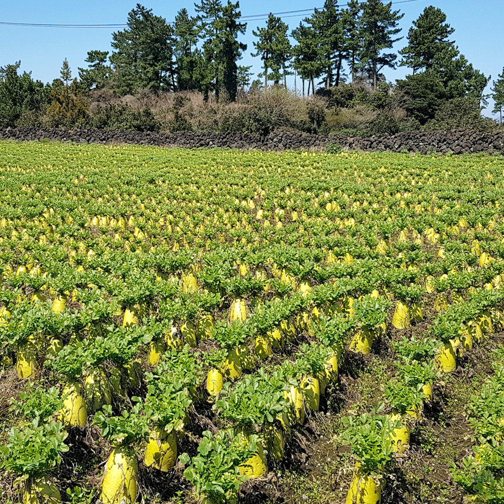 세척 제주 월동무 제주산 국산무 손질 겨울무 바로조리 제철