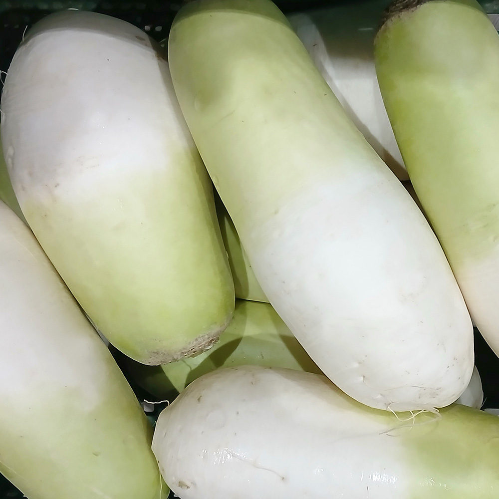 세척 제주 월동무 제주산 국산무 손질 겨울무 바로조리 제철