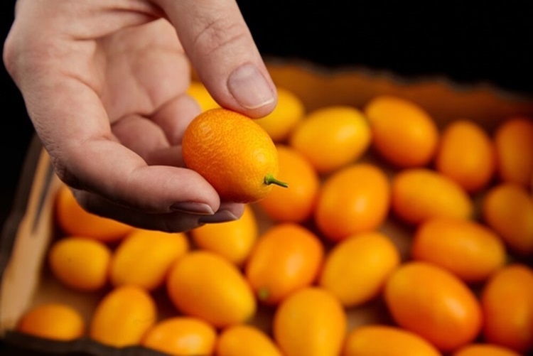 고당도 제주 금귤 낑깡 제주특산품