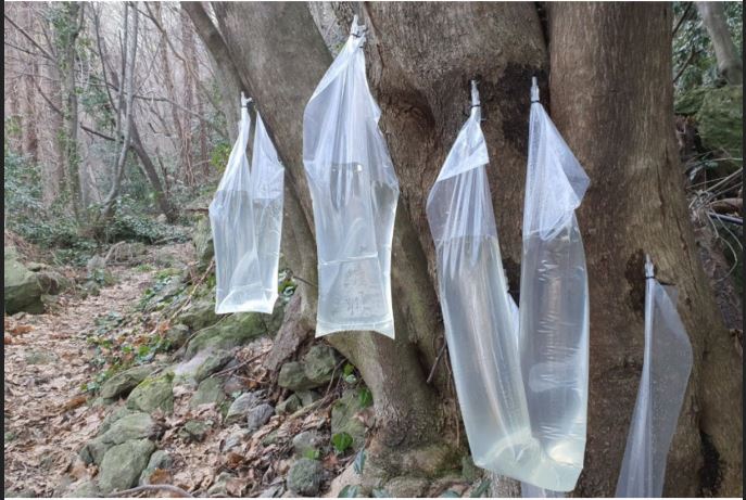 울릉 우산 고로쇠 수액 1.5L*9병