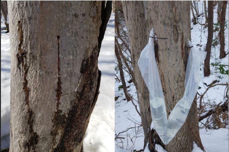 울릉 우산 고로쇠 수액 1.5L*9병