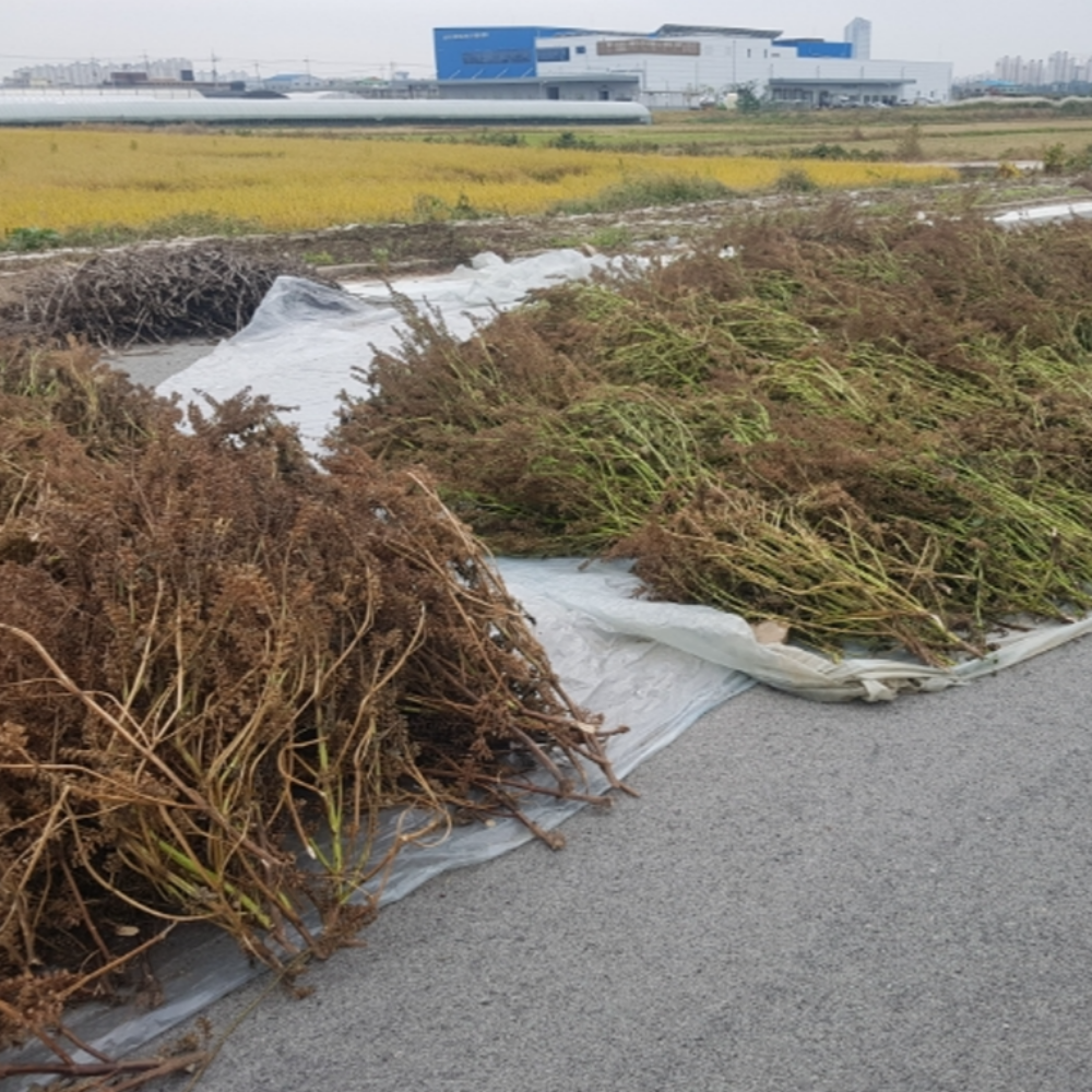 국산 저온압착 생들기름 (300ml)