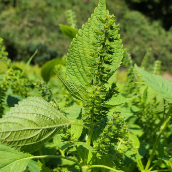 국산 들기름 (300ml)