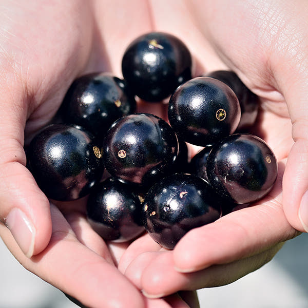 스위스직수입 수이비 자보티카바NFC 100% 3팩