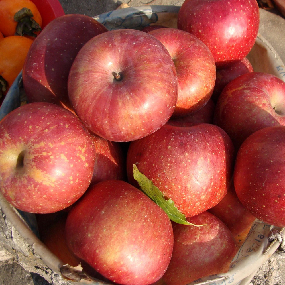 껍질째먹는 햇 부사 사과 꿀사과 2kg 3kg 5kg 가정용