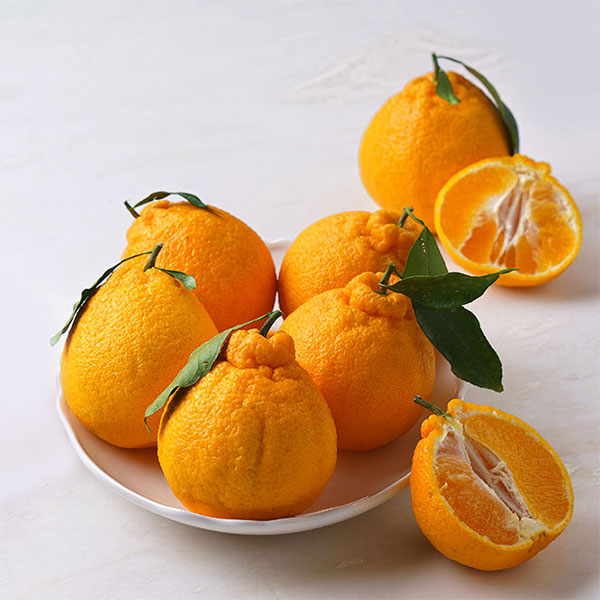 GAP 귤로장생 한라봉(1.2kg/5-8입) 대표이미지 섬네일