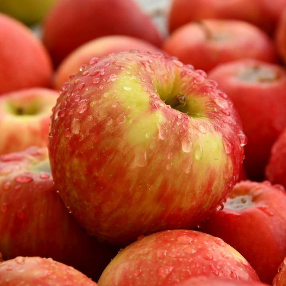 부사 사과 선물세트 특대과 3kg 5kg 설 과일선물