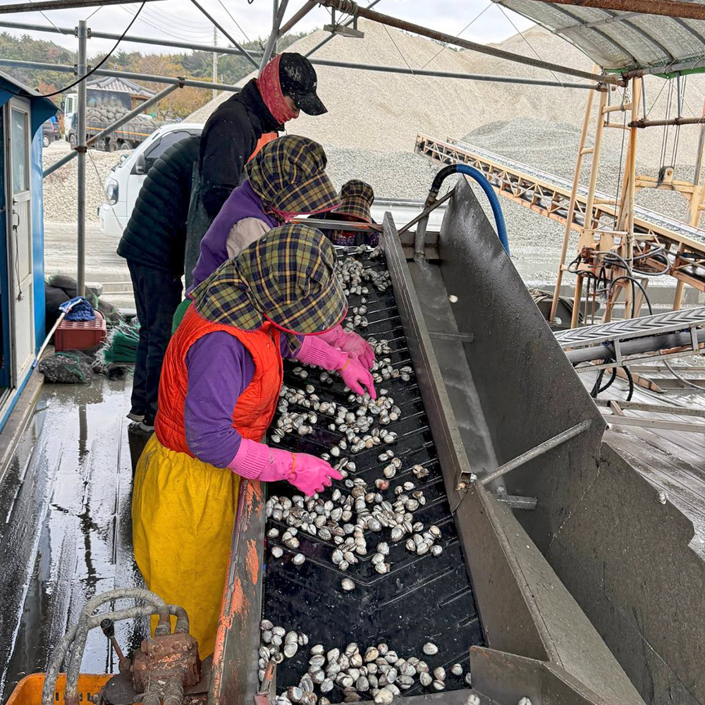 벌교 새꼬막 당일조업 1kg 제철 국내산 꼬막 산지직송