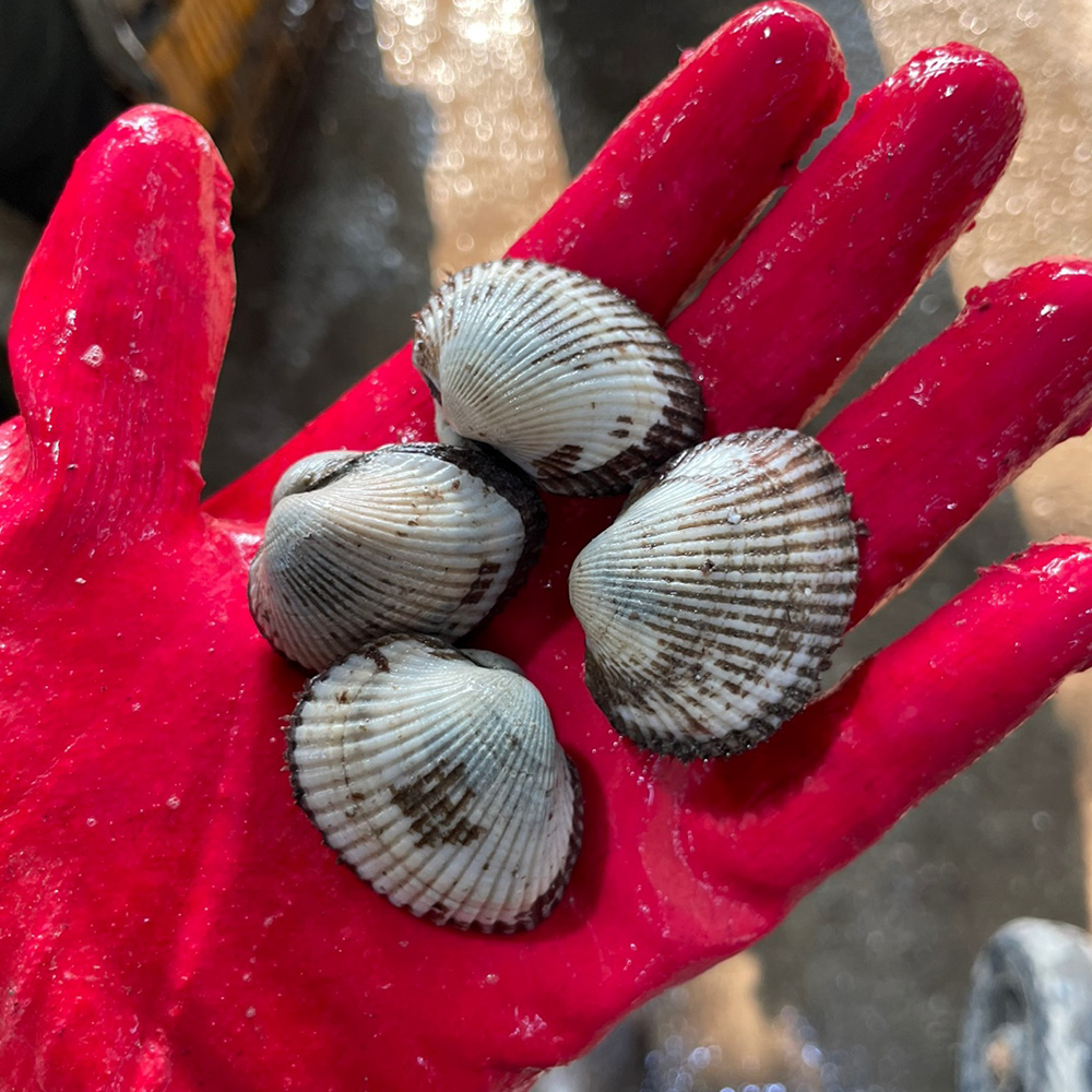 벌교 새꼬막 당일조업 1kg 제철 국내산 꼬막 산지직송