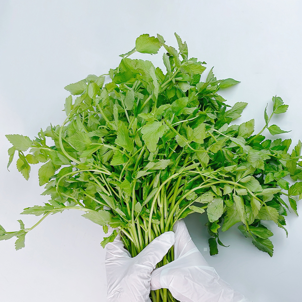 [산지직송] 암반수로 키운 청도 미나리