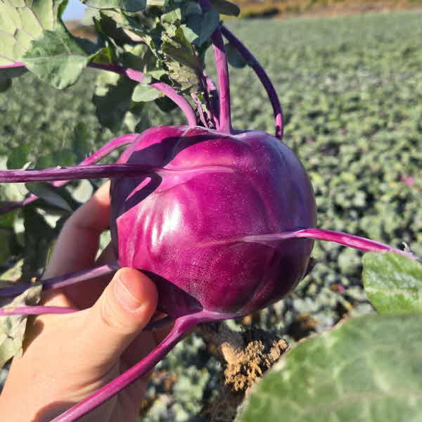 산지직송 제주 콜라비 보라색무 콜라비 제철