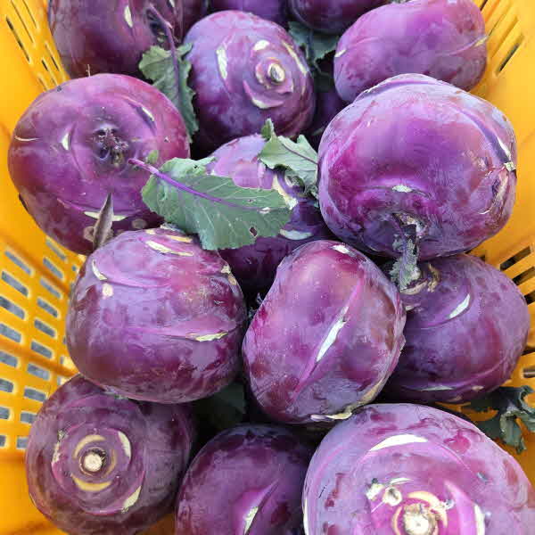 산지직송 제주 콜라비 보라색무 콜라비 제철