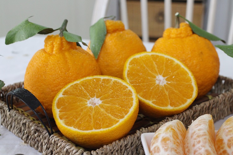 제주 프리미엄 고당도 무농약 한라봉