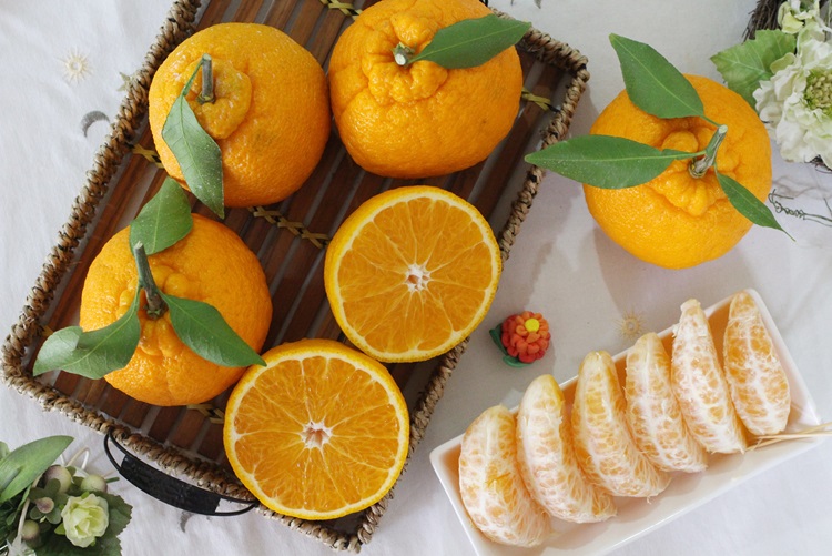 제주 프리미엄 고당도 무농약 한라봉