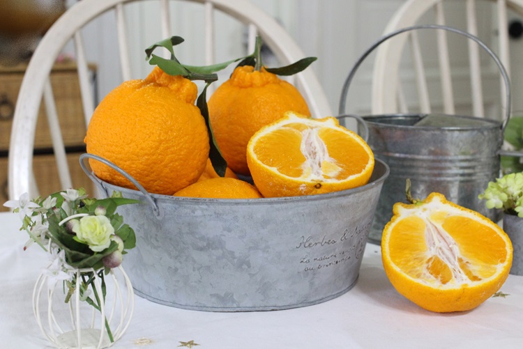 제주 프리미엄 고당도 무농약 한라봉