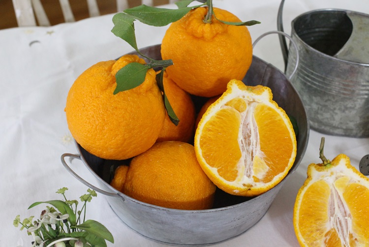 제주 프리미엄 고당도 무농약 한라봉