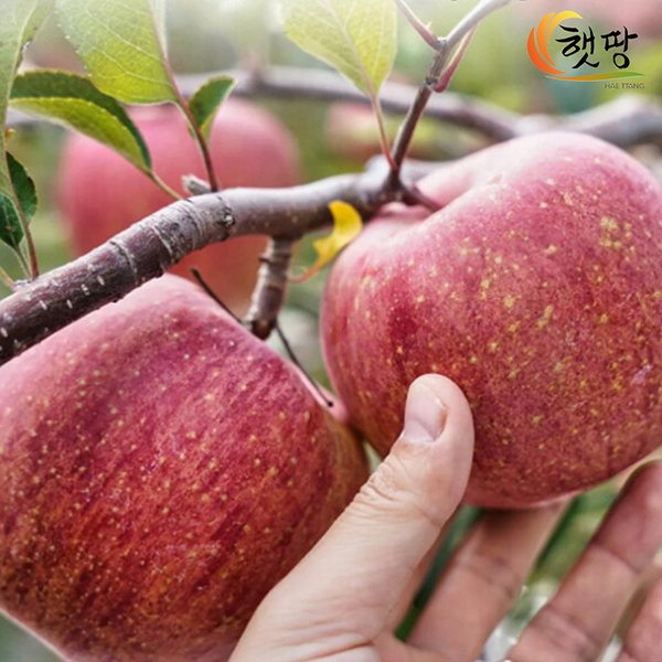 [햇땅] 맛있는 안동사과 부사 가정용 정품 선물용 5kg 택1