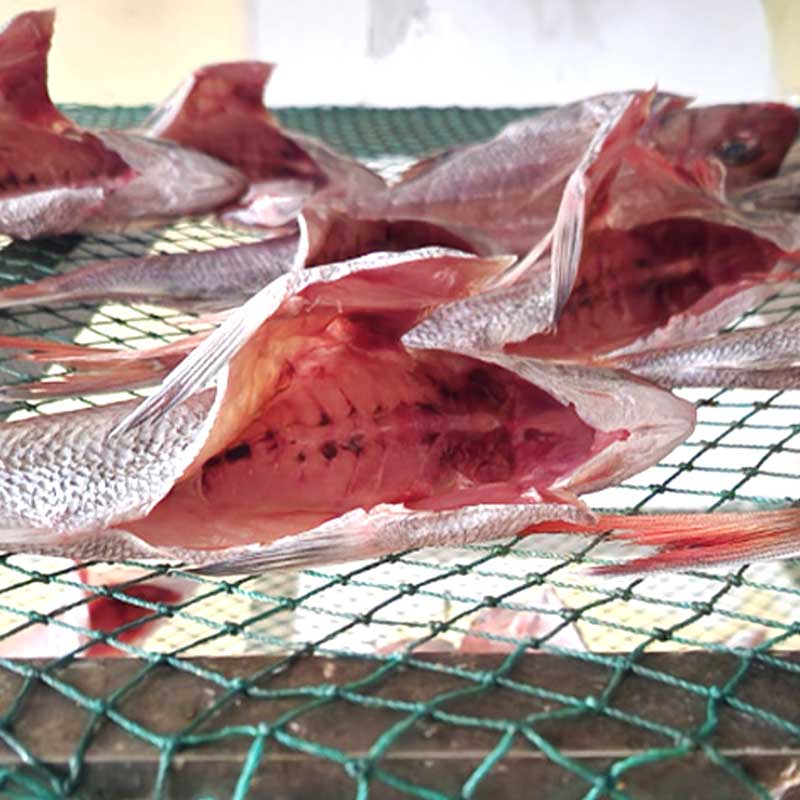 [두루농수산] 국내산 반건조 참돔 250g내외 4마리 가정용 반찬용 조림 구이