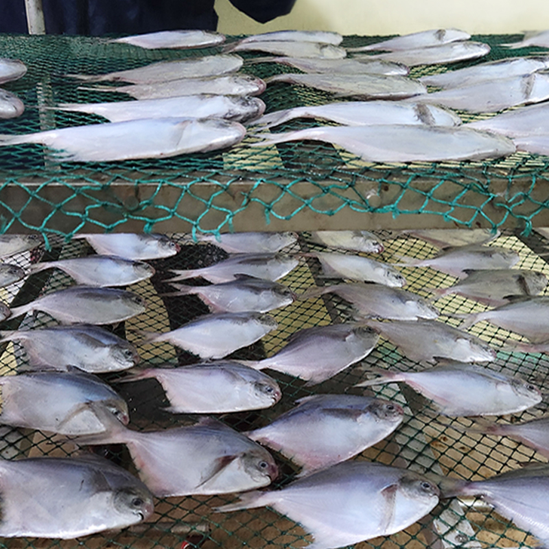 [두루농수산] 국내산 반건조 병어 170g내외 4마리 가정용 반찬용 조림 구이