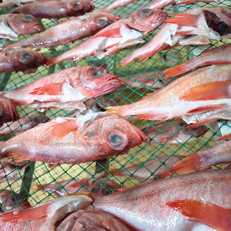 반건조 열기(불볼락) 200g내외 4미 가정용 반찬용 적어 열갱이 대표이미지 섬네일