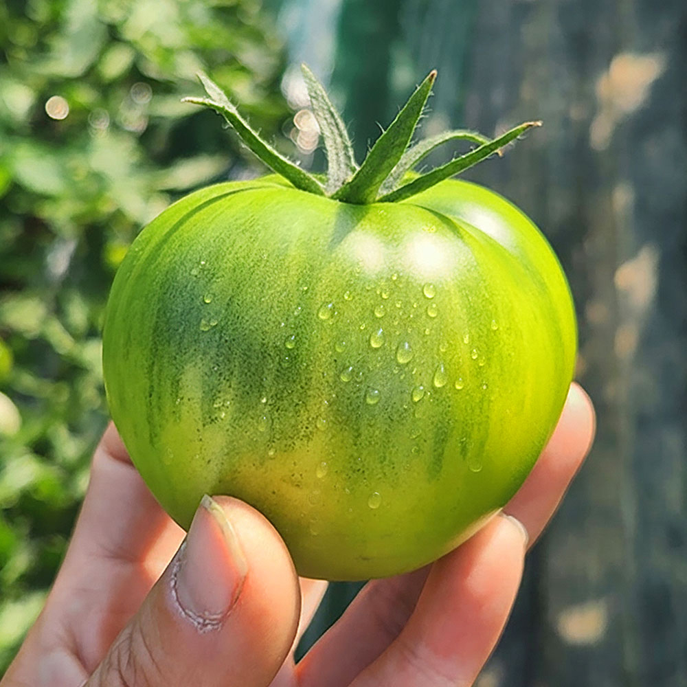 부산 대저 짭짤이 토마토 특품 대저토마토 2.5kg