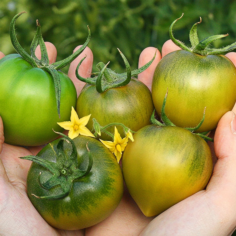부산 대저 짭짤이 토마토 특품 대저토마토 2.5kg