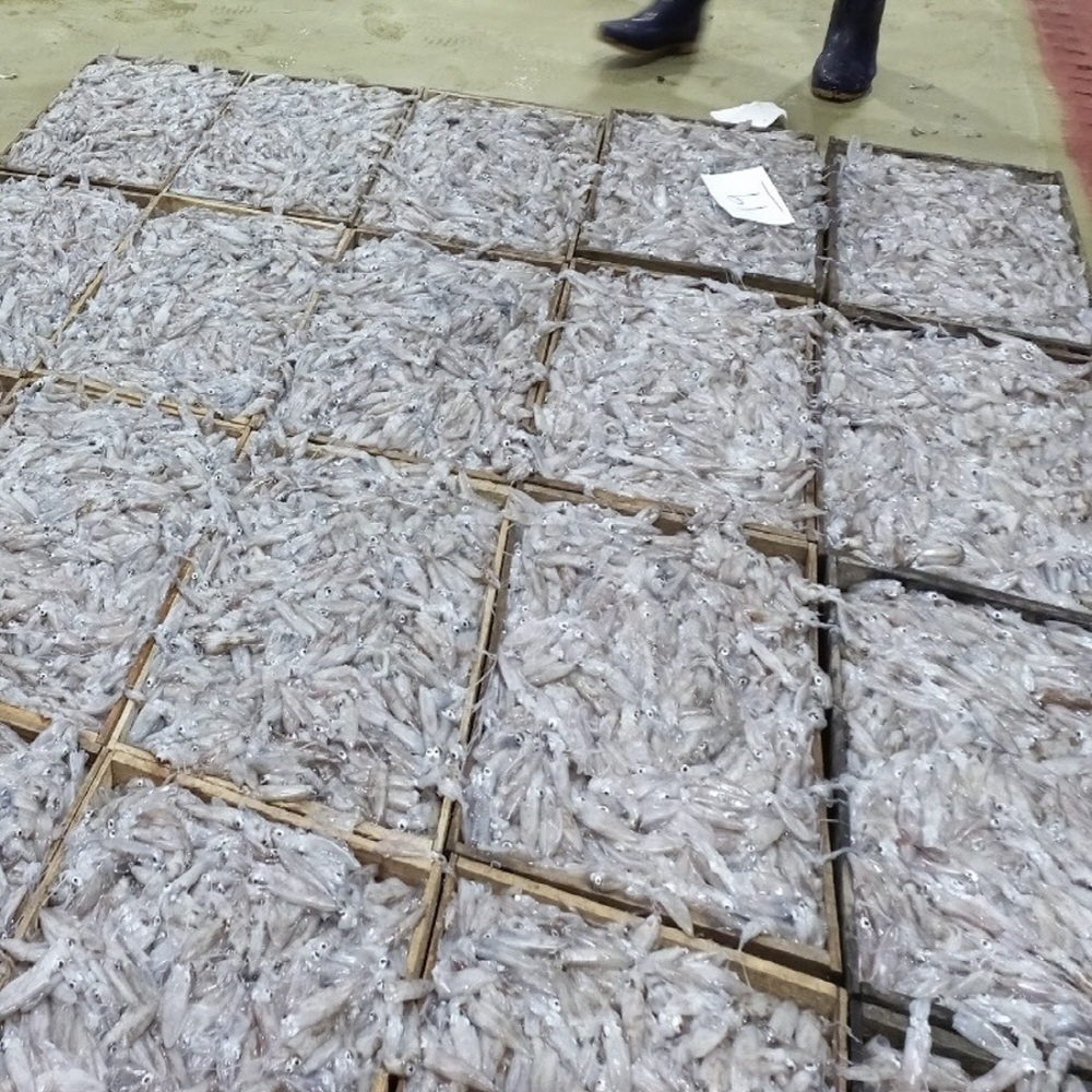 제철 남해안 생물 꼴뚜기(호래기) 500g 60미 내외 횟감용