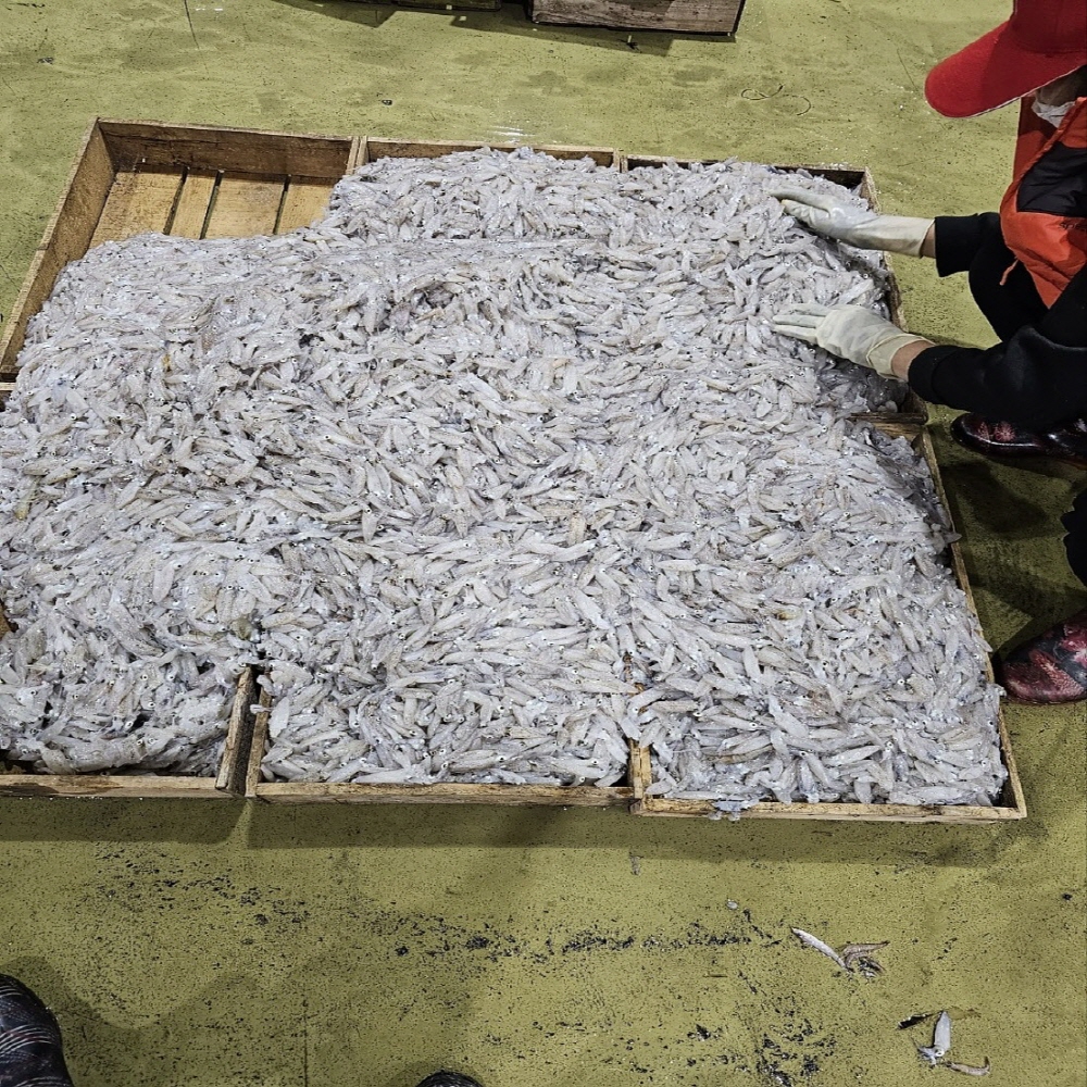 제철 남해안 생물 꼴뚜기(호래기) 500g 60미 내외 횟감용