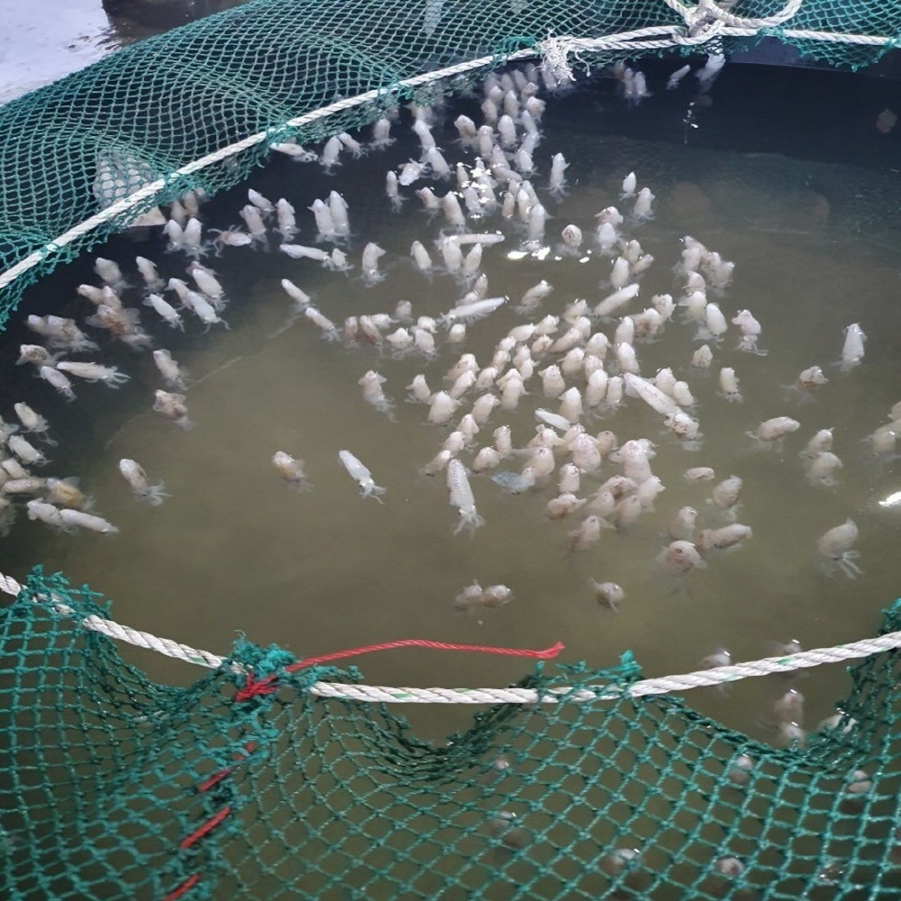 제철 남해안 생물 꼴뚜기(호래기) 500g 60미 내외 횟감용