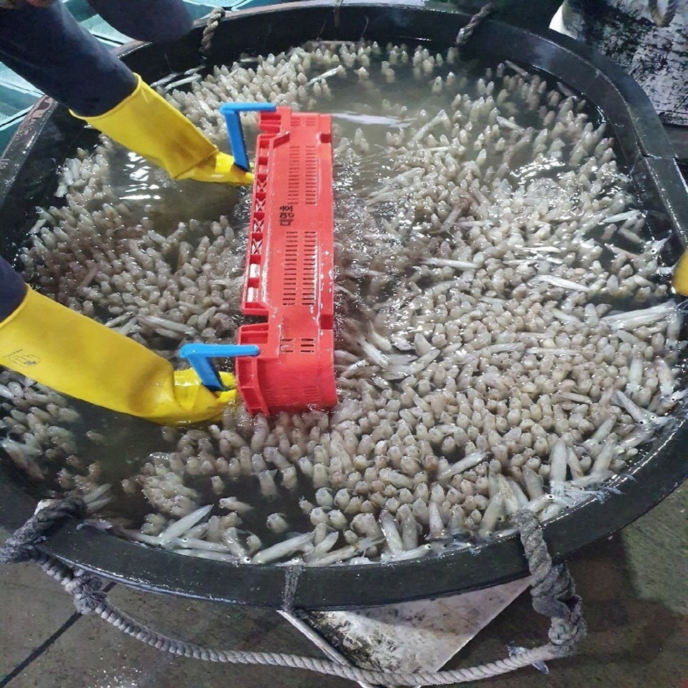 제철 남해안 생물 꼴뚜기(호래기) 500g 60미 내외 횟감용