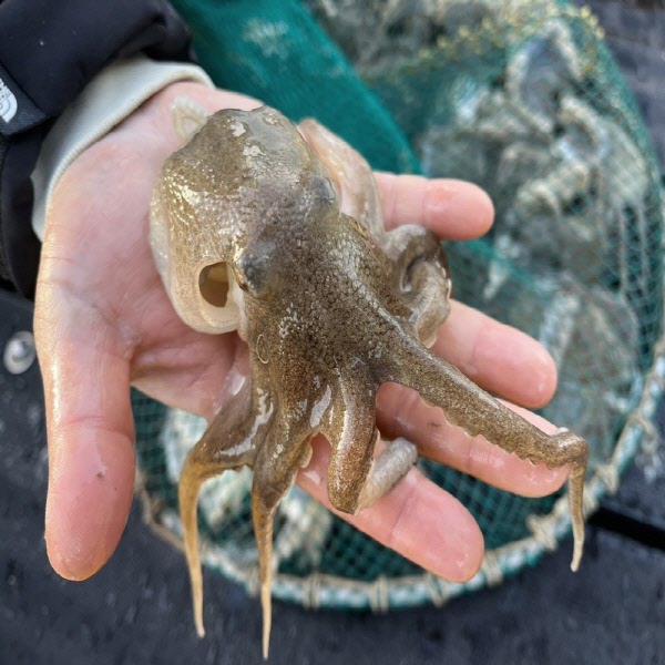 통통하고 깨끗한 자연산 생물 활 쭈꾸미 1kg 11미 내외