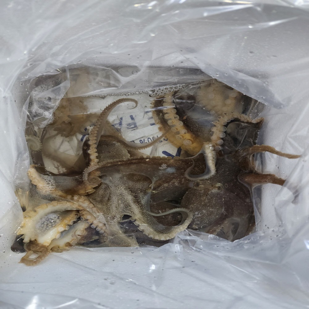 통통하고 깨끗한 자연산 생물 활 쭈꾸미 1kg 11미 내외