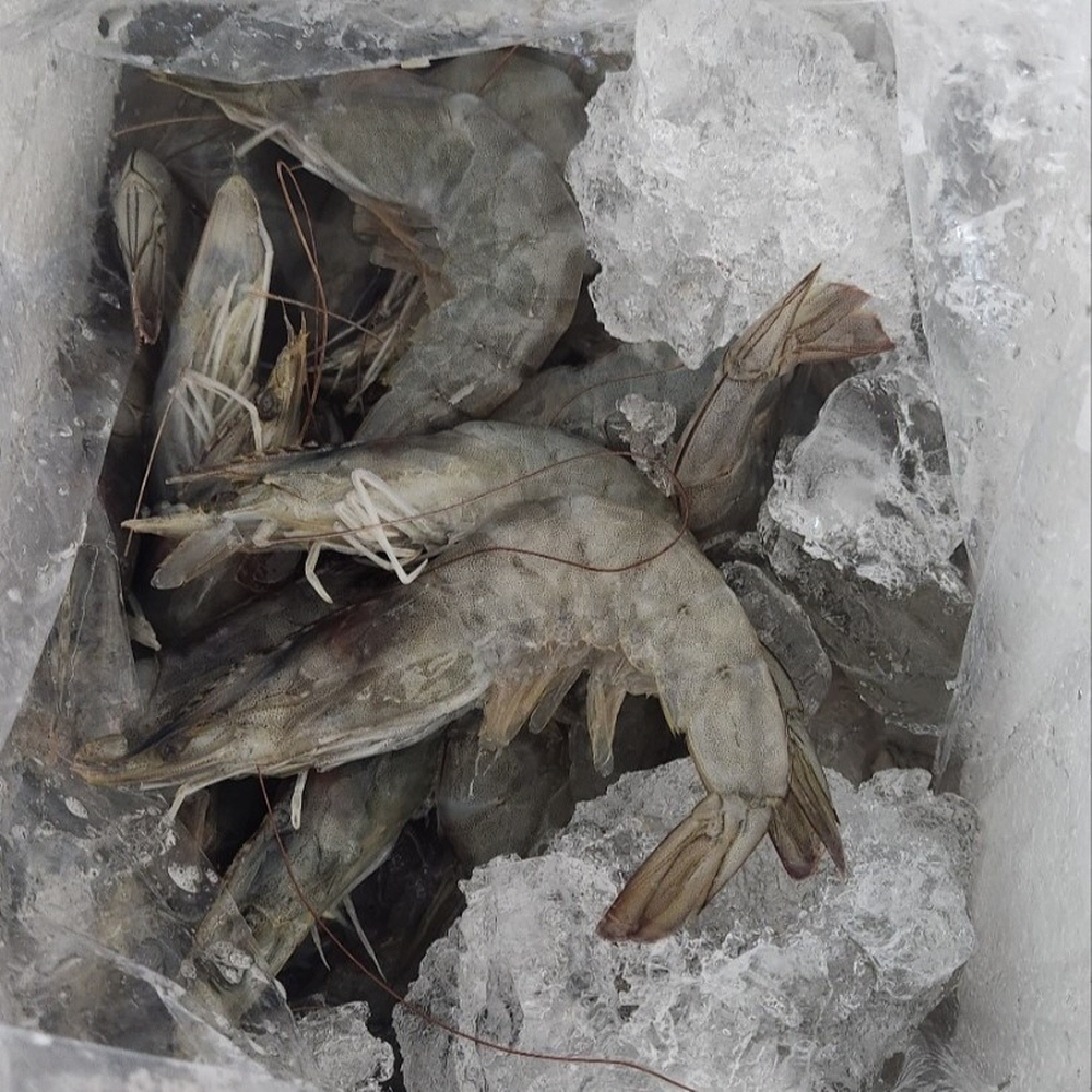 국내산 급냉 흰다리새우 1kg 30미 내외