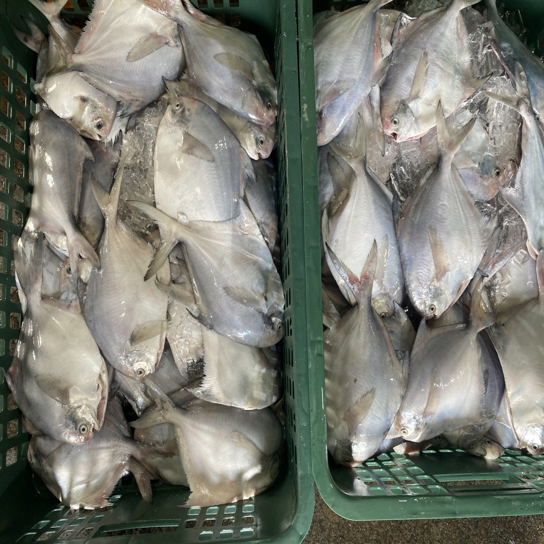 남해안 자연산 횟감용 손질 병어 300g 2-6미 원물 1kg 급냉