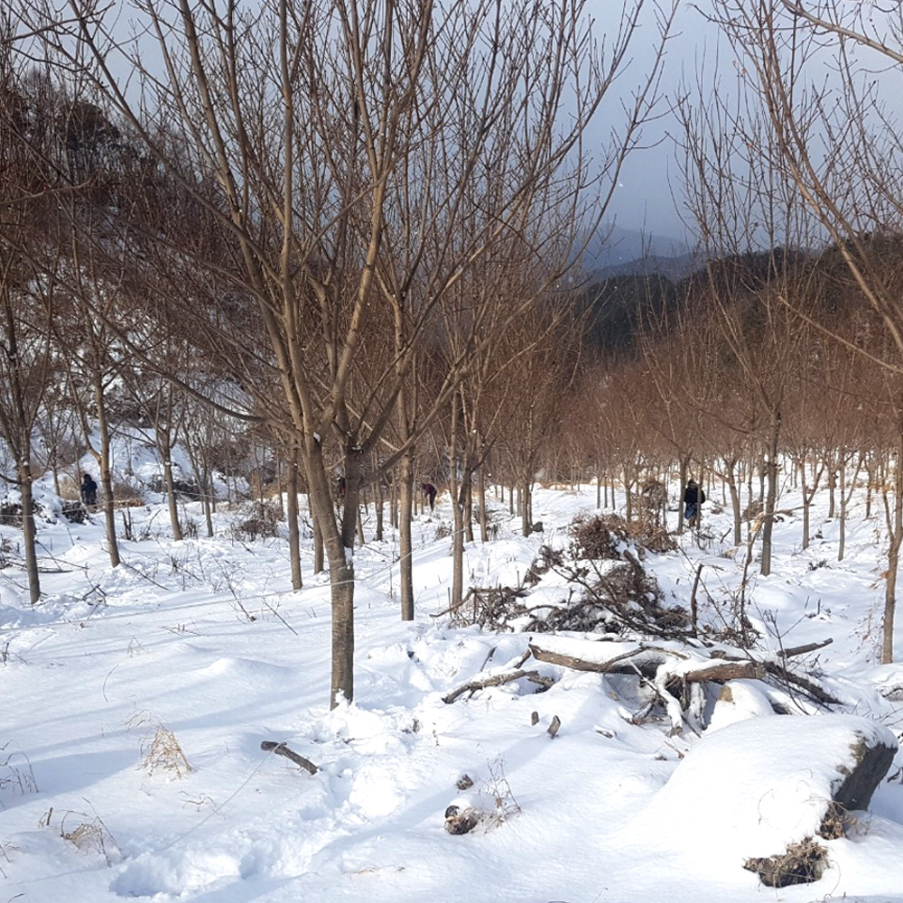 지리산 우산 고로쇠 수액 100% 1.5L x 6병 12병 인삼향 자연채취 봄 한정 고로쇠물 부모님 건강 물