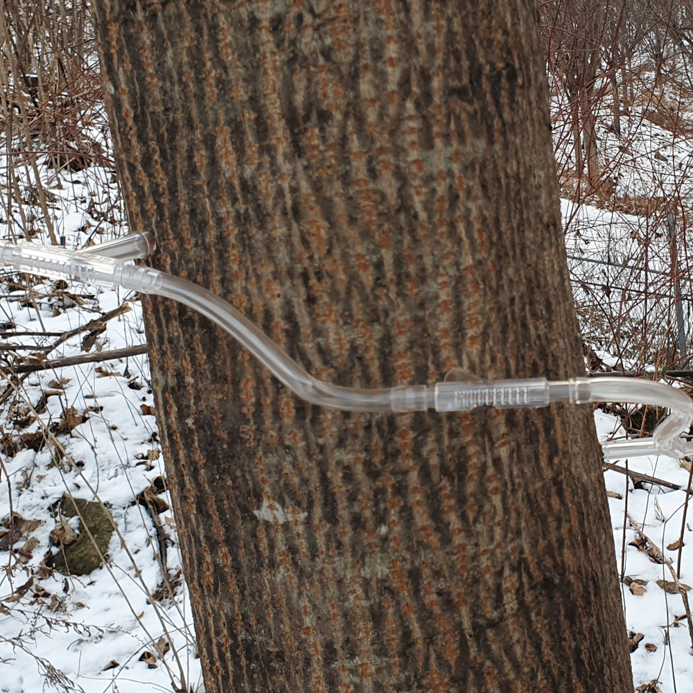 지리산 우산 고로쇠 수액 100% 1.5L x 6병 12병 인삼향 자연채취 봄 한정 고로쇠물 부모님 건강 물