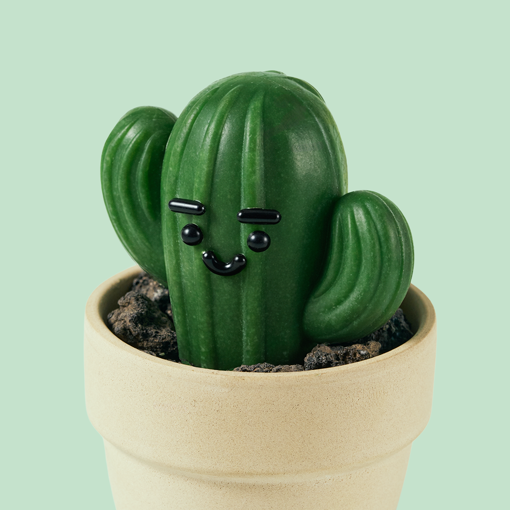 동구밭 캑터스 올인원 퍼퓸바 세트 약산성 비누 집들이선물 선인장 오브제