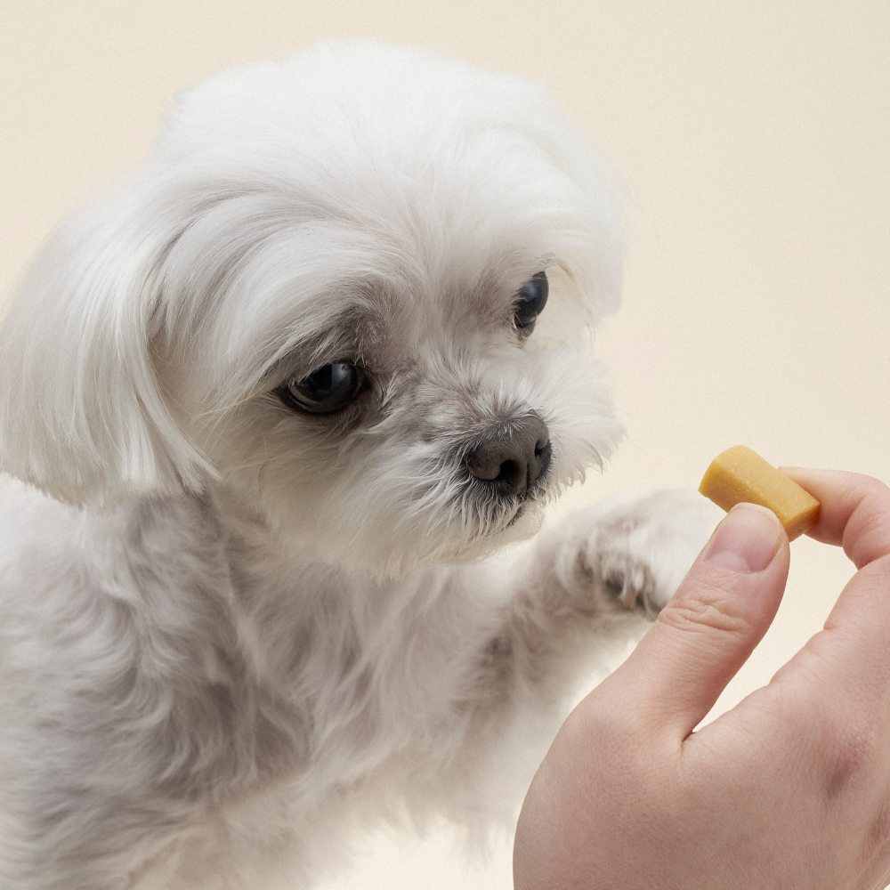 파주에서 온 고구마 단호박 반려견 간식 90g, 3개
